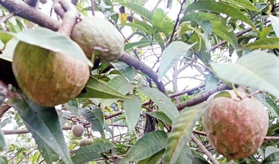 আতাফলে লাখপতি শ্রীমঙ্গলের আতর আলী