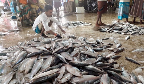পহেলা বৈশাখকে সামনে রেখে কলাপাড়ায় ইলিশের দাম আকাশ ছোঁয়া
