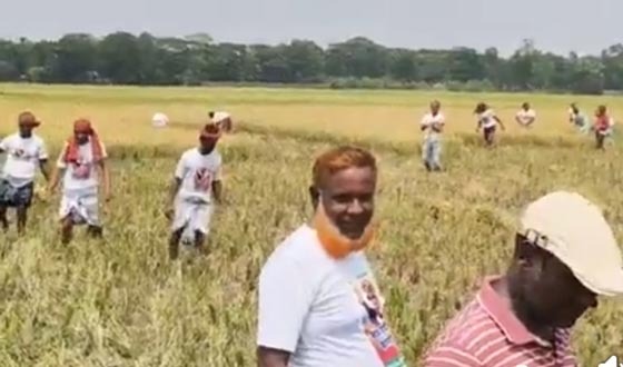 গফরগাঁওয়ে কৃষকদের ধান কেটে দিল শ্রমিকদল নেতাকর্মীরা