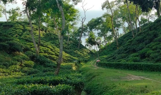 শীতে ভ্রমণ শ্রীমঙ্গলের চা বাগানে