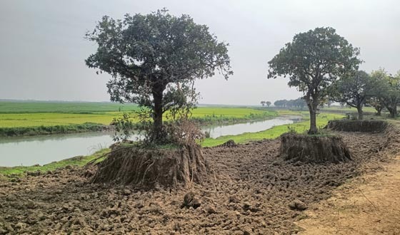 ফসল রক্ষা বাঁধের নামে টাঙ্গুয়ার হাওরে করচ গাছ নিধনের অভিযোগ