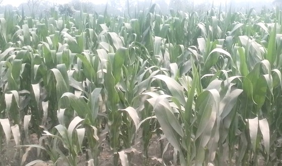 কাহারোলে সাড়ে ১১ হাজার হেক্টর জমিতে ভূট্টা চাষের লক্ষ্যমাত্রা