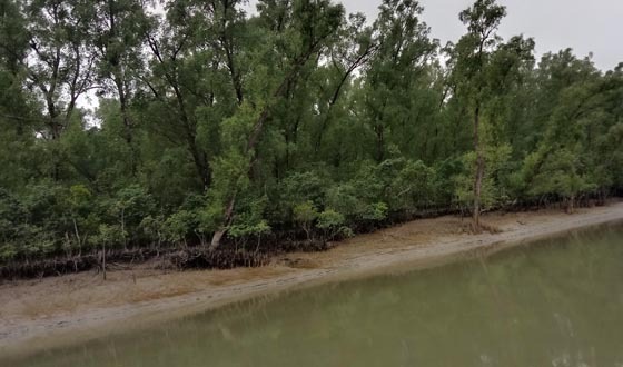 আজ সুন্দরবন দিবস