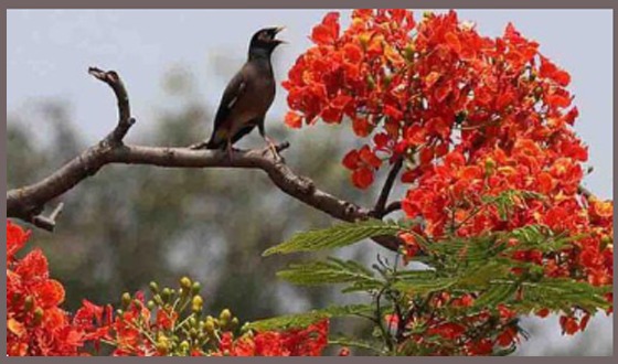 ফুল ফুটুক আর নাই ফুটুক আজ বসন্ত