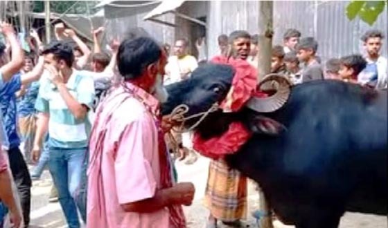 শেরপুরে নির্বাচনী বাজিতে জেতা মহিষ ফিরিয়ে দেয়া হল