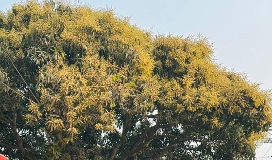 গাছে গাছে আমের মুকুল, ছড়াচ্ছে ঘ্রাণ