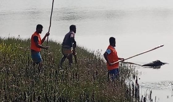 সুন্দরবনের বন্য শুকুর লোকালয়ে উদ্ধারের পর বনে অবমুক্ত