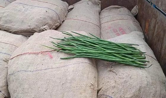 দেশের বাজারে চাহিদা থাকায় হিলি বন্দর দিয়ে সজনে ডাঁটা আমদানি