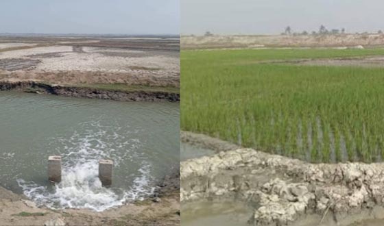 প্রতাপনগরে ধানের জমি জিম্মী করে জোর করে লবন পানি উঠানোর অভিযোগ