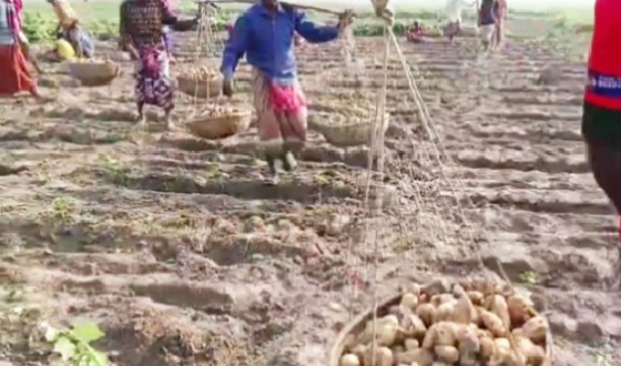 তানোরে লোকসানে আলু চাষীরা, ৯ টাকা আলুর কেজি