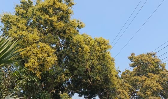 তানোরে মুকুলে ভরে গেছে আম গাছ, পরিচর্যায় ব্যস্ত চাষিরা