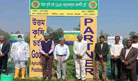 উত্তম কৃষি চর্চার মাধ্যমে গোল আলু প্রদর্শনী স্থাপন