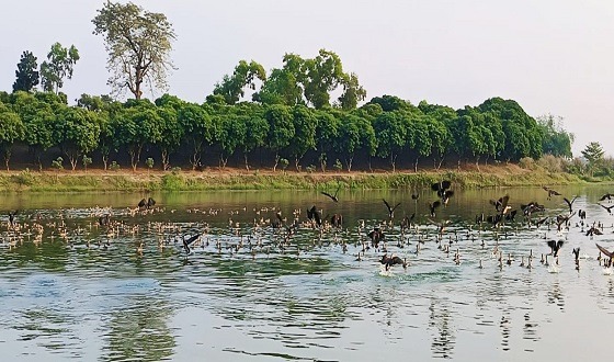রাণীশংকৈলে পাখির কলকাকলিতে মুখরিত রাণী সাগর