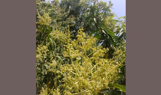 ফাগুনে বাতাসে আম্র মুকুলের মৌ মৌ গন্ধ