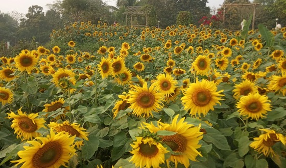 মেলান্দহে সূর্যমুখী ফুল চাষের অপার সম্ভাবনা