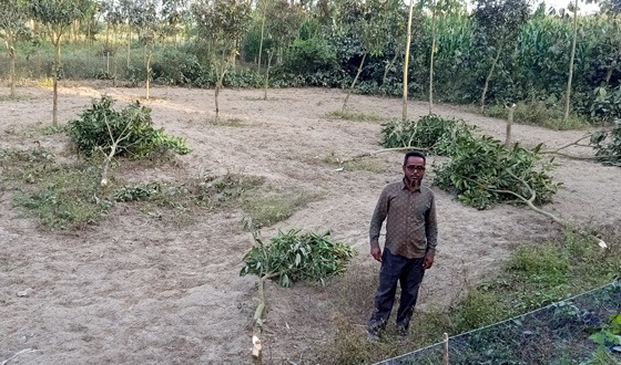 বিরলে জমিজমার পূর্ব বিরোধে আমবাগানের গাছ কর্তনের অভিযোগ