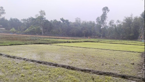 রাজারহাটে ঘন কুয়াশা ও হিমেল বাতাসে মানুষ কাতর