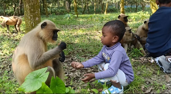 কালোমুখো হনুমান খাবার সংকটে বিপন্ন জীববৈচিত্র্য