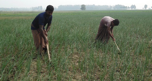 খরস্রোতা গাজনার বিলে পেঁয়াজ আবাদ