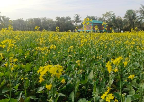 লবণাক্ত জমিতে সরিষা চাষে বিপ্লব