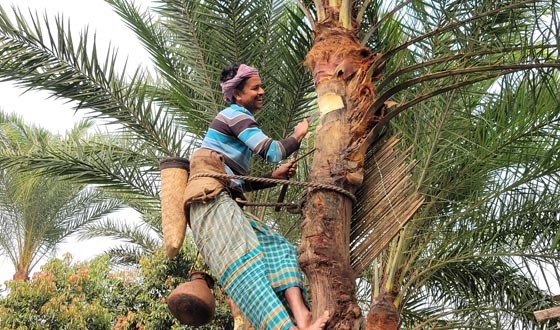 সোনারগাঁয়ে বানিজ্যিক ভাবে বিক্রি করছে খেজুরের রস