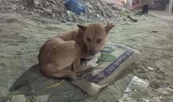 শীতে রাস্তার কুকুরের জন্য দেয়া হলো বস্তার বিছানা