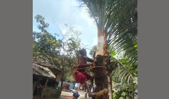 তালায়  খেজুরের রস সংগ্রহ ব্যাহত