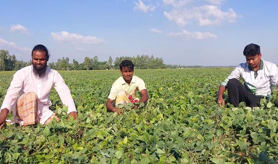 নাগেশ্বরীতে ডাল শস্যে বাজিমাত কৃষকদের