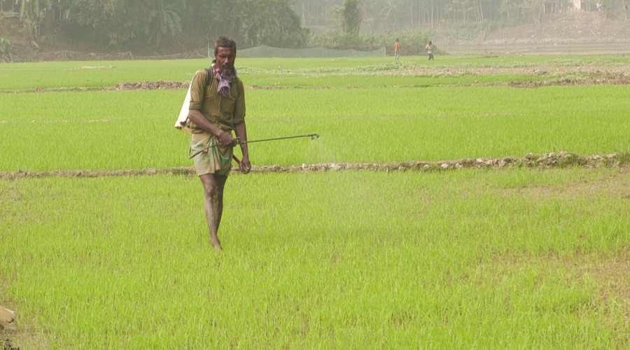 ফসলহানির শঙ্কা নিয়ে কৃষকের বোরো আবাদ শুরু