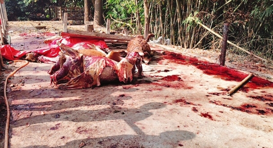 কাপাসিয়ায় ঘোড়া ও জবাই করা ঘোড়ার মাংস জব্দ