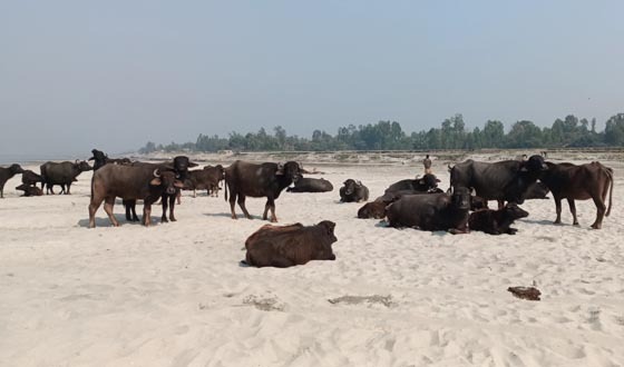 চিলমারীতে চারণভূমি সংকট