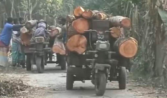 সুজানগরে গাছ কেটে নিয়ে যাওয়ার অভিযোগ
