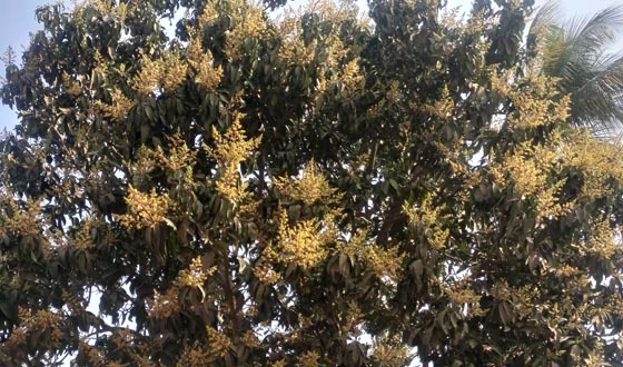 বসন্তের আবাহনে সাতক্ষীরায় মুকুলের ঘ্রাণ