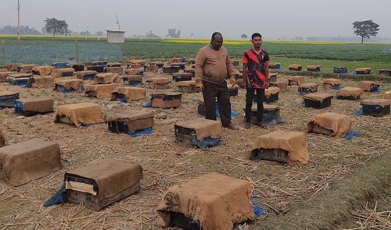 রাণীশংকৈলে মধু সংগ্রহে ব্যস্ত মৌয়ালিরা