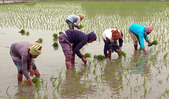 রৌদ্রজ্জ্বল আবহাওয়ায় নড়াইলে বোরো ধান রোপনের ধুম