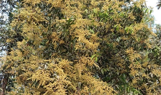 চলতি মৌসূমে বিপুল পরিমানে আম উৎপাদনের সম্ভাবনা