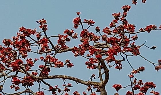 বসন্তের নান্দনিক সৌন্দর্যে রাঙা শিমুল ফুলে মোহিত শ্রীমঙ্গল