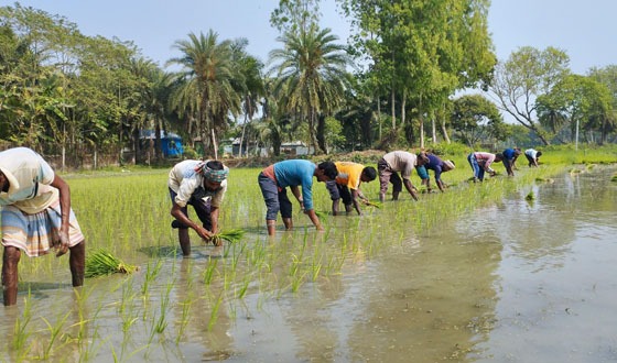 চাটমোহরে বোরো আবাদে ব্যস্ত চাষিরা