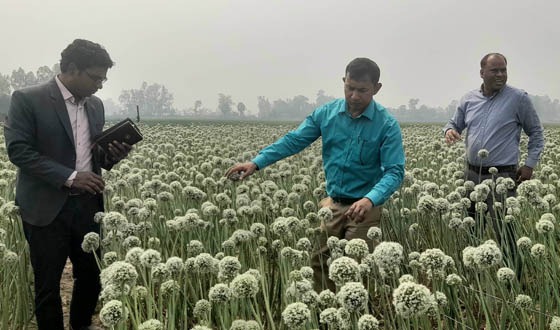 পেঁয়াজ বীজ আবাদে ঝুঁকছেন সুজানগরের কৃষকেরা