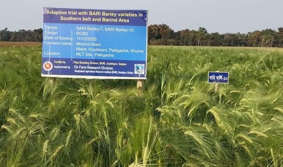 কৃষিতে নতুন সম্ভাবনা, লবণাক্ত ভূমিতে বার্লি চাষে সফল মনিরুল