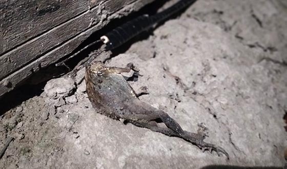 বিদ্যুৎ সংযোগ দিয়ে প্রবাসীর স্ত্রীকে হত্যার চেস্টা