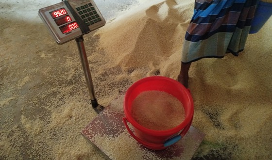 হাকিমপুরে ভিজিএফ চাল বিতরণে অনিয়ম