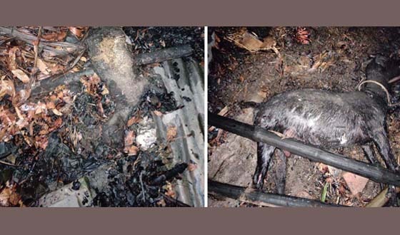 আগুনে পুড়ে গেল কৃষকের বসতঘর ও গরু-ছাগল,সর্বশান্ত কৃষক