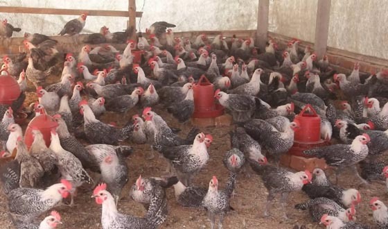 খামার করে মুরগির বাচ্চা উৎপাদনে সফল নারী খুশি খাতুন