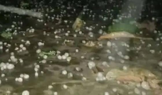 শেরপুরে আকস্মিক শিলাবৃষ্টি, ক্ষতির শঙ্কায় কৃষক