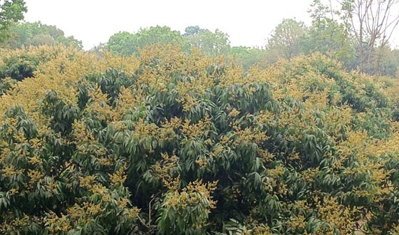 চাটমোহরের লিচুর মুকুলের সমারোহ,বাম্পার ফলনের আশা