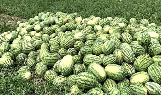 আমতলীতে তরমুজের বাম্পার ফলন, অধিক লাভের স্বপ্ন কৃষকদের