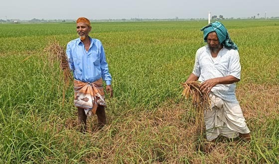 সাপাহারে ধানের জমিতে আগাছা নাশক স্প্রে করে ফসল বিনষ্ট
