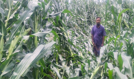 রাজারহাটে আকস্মিক ঝড় ও শিলাবৃষ্টিতে ফসলের ব্যাপক ক্ষতি