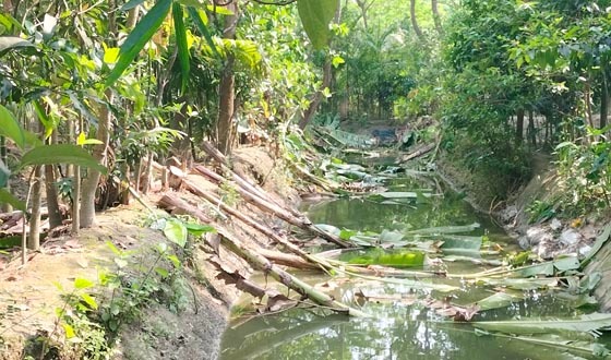 দৌলতখােেন গাছ কেটে বাগান দখল করেছে প্রতিপক্ষ